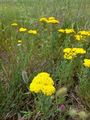 Achillea arabica