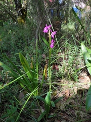 Orchis × penzigiana