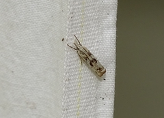Microcrambus kimballi