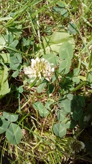 Trifolium repens