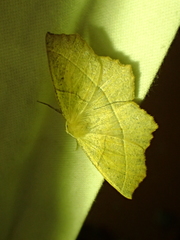 Gerinia honoraria