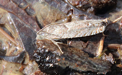 Sereda tautana