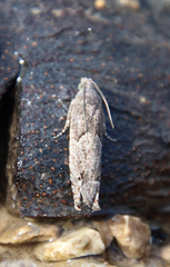 Sereda tautana