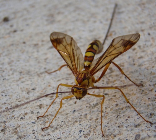 Greene's Giant Ichneumonid Wasp photo 2