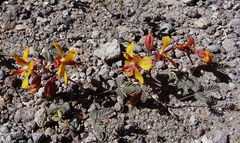 Hoffmannseggia doellii