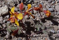 Hoffmannseggia doellii