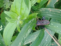 Piezogaster rubropictus