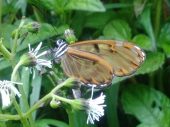 Oleria baizana baizana