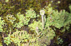 Cladonia rei