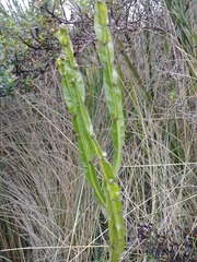 Baccharis genistelloides