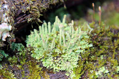 Cladonia rei