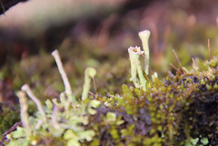 Cladonia rei