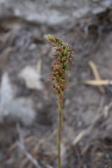 Brachystele unilateralis