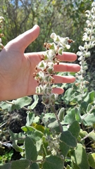 Salvia dominica