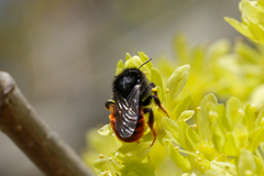 Osmia bicolor