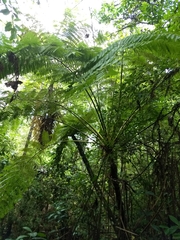 Cyathea costaricensis