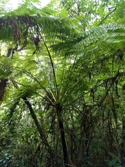 Cyathea costaricensis