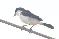 Lanius dorsalis