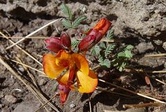 Hoffmannseggia minor