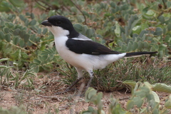 Lanius dorsalis