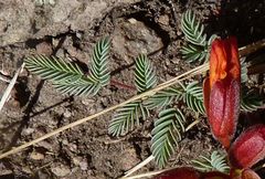 Hoffmannseggia minor