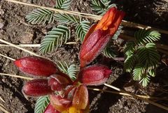 Hoffmannseggia minor