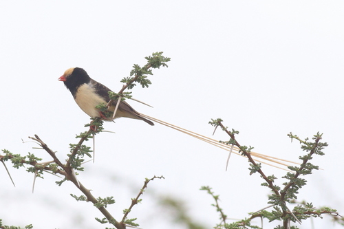 Straw-tailed Whydah (Vidua fischeri), photo 5