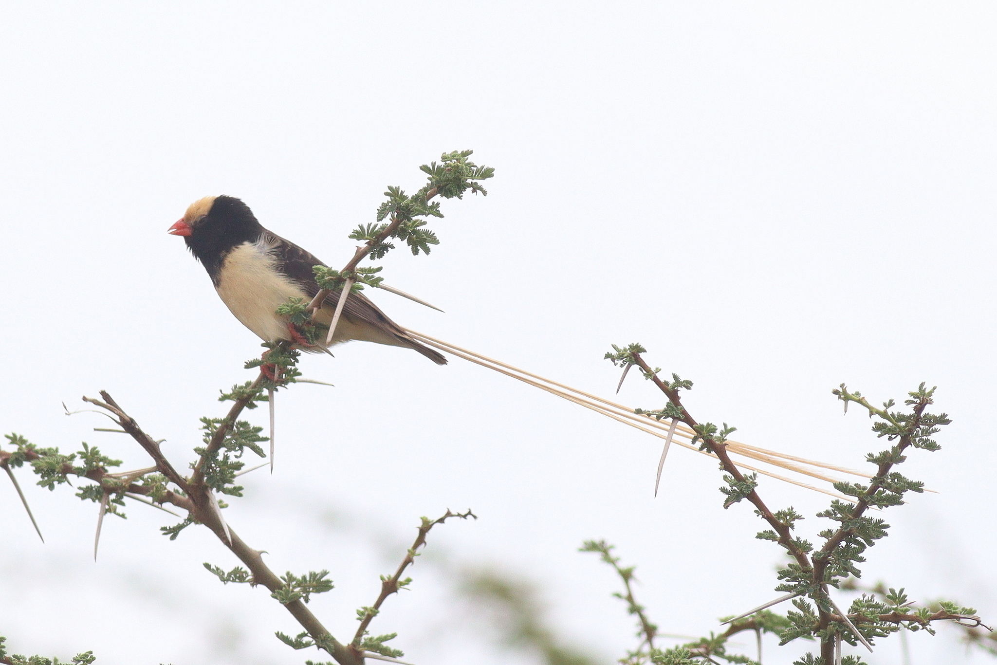 Straw-tailed Whydah (Vidua fischeri), photo 5
