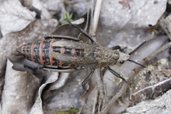 Dictyophorus griseus