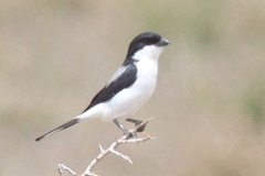 Lanius dorsalis