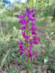 Orchis × penzigiana