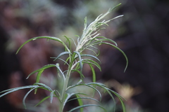 Artemisia palmeri