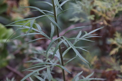 Artemisia palmeri