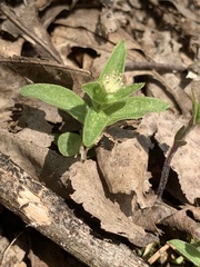 Stellaria pubera
