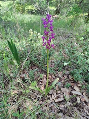 Orchis × penzigiana