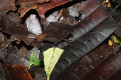 Hymenotes triangularis