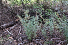 Artemisia palmeri