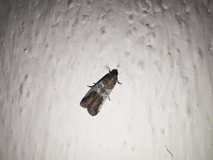 Chararica hystriculella