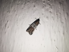Chararica hystriculella