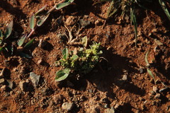 Lasiopogon