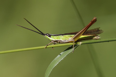 Orthochtha dasycnemis