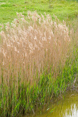 Phragmites australis