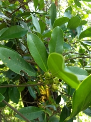 Ternstroemia tepezapote