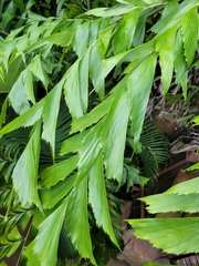 Caryota maxima
