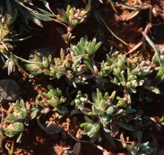 Lasiopogon