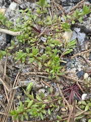 Pyxidanthera barbulata