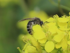 Anthophila