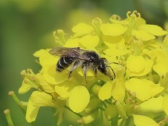 Anthophila