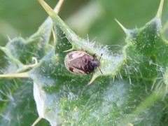 Crocistethus waltlianus