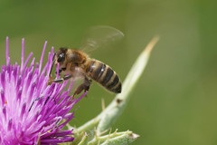 Apis mellifera